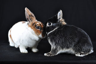 Gypsey Rose & Otto